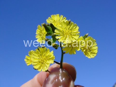 hawksbeard, Asiatic